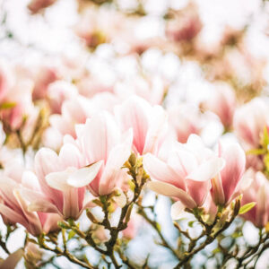 Flower stock wall art 9