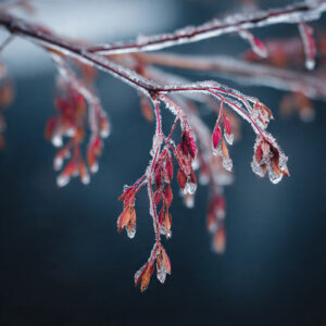 natural elements stock wall art 34