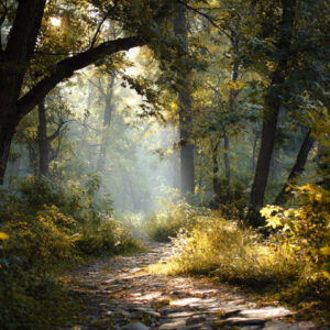 Serenity wellness stock wall art 23