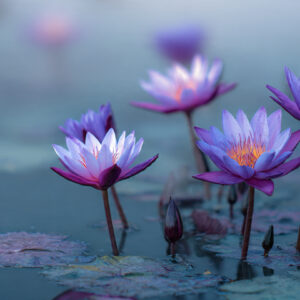 Serenity wellness stock wall art 47