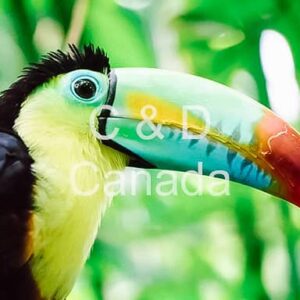 Wildlife Stock Art 15