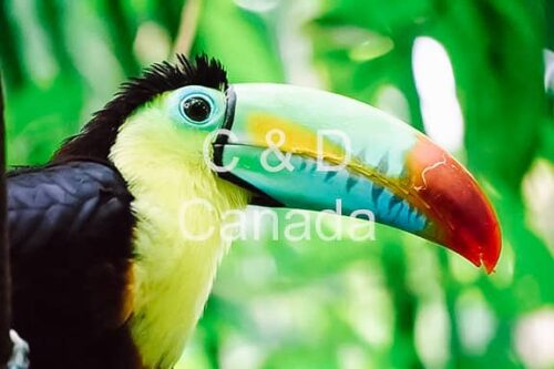 Wildlife Stock Art 15