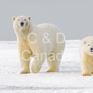 Wildlife Stock Art 16