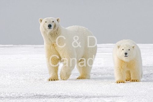Wildlife Stock Art 16