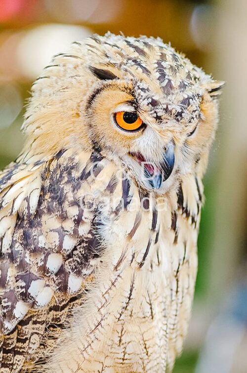 Wildlife Stock Art 27