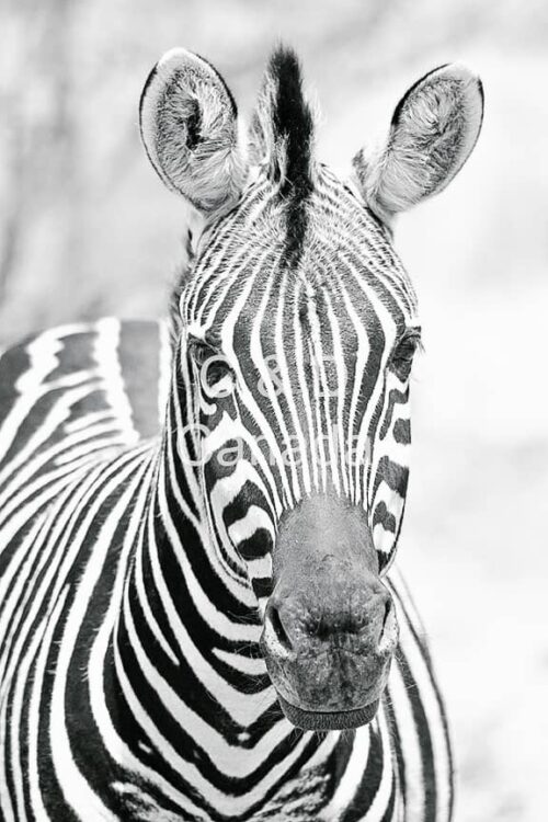 Wildlife Stock Art 28