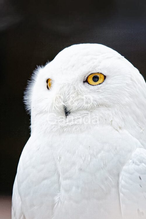 Wildlife Stock Art 29