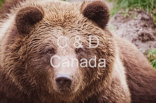 Wildlife Stock Art 30