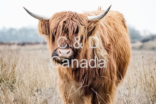 Wildlife Stock Art 35