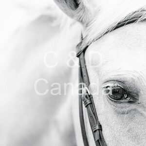 Wildlife Stock Art 36