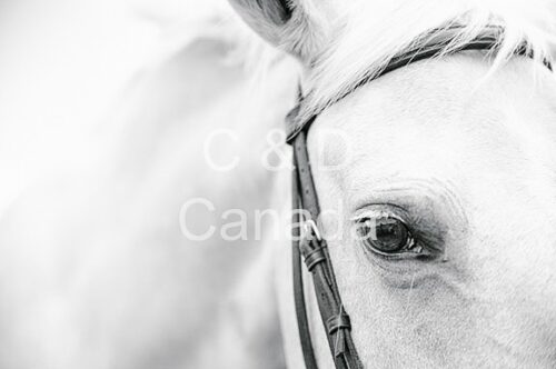 Wildlife Stock Art 36