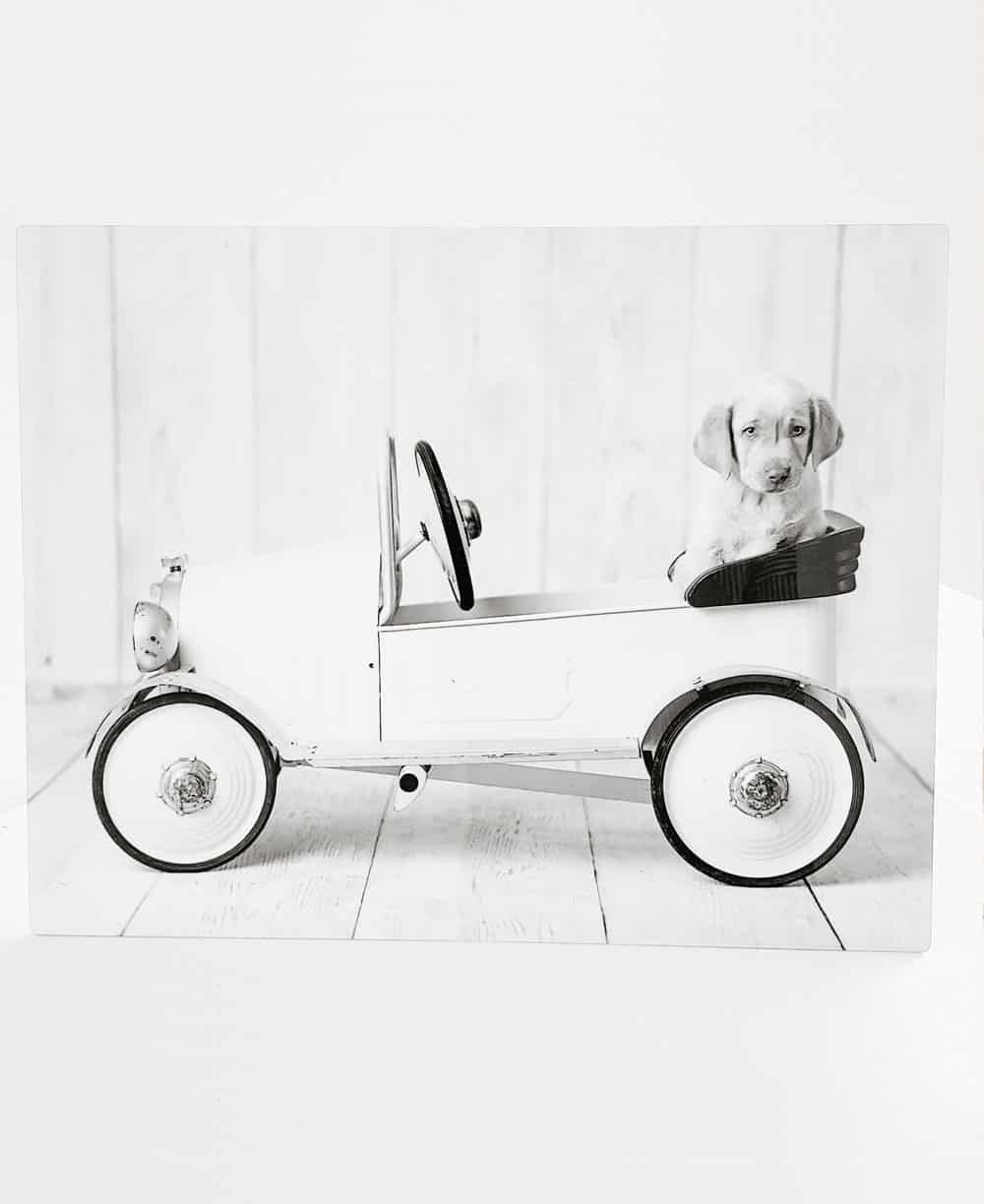 Puppy photo printed in black and white on an gloss metal print