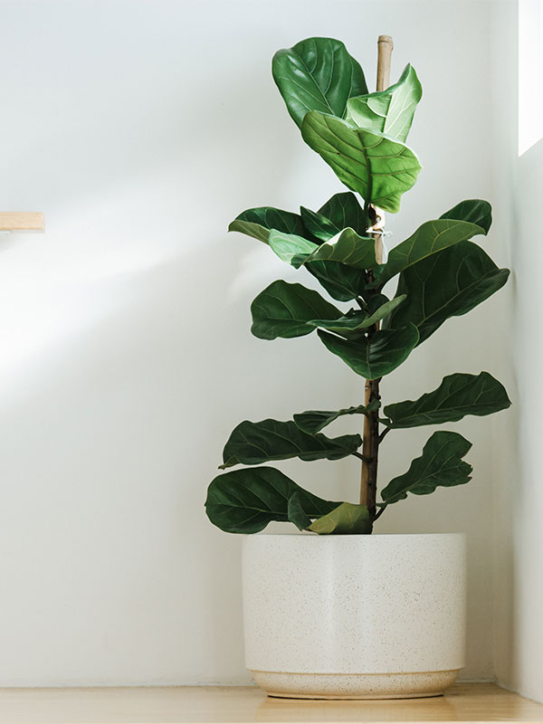 Large fiddle leaf plant decoration in hallway to add greenery to room