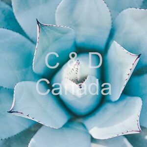 Flower Stock Art 18