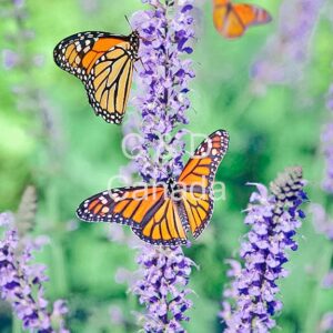 Flower Stock Art 19