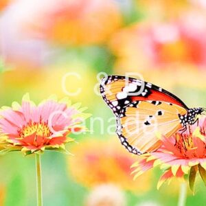 Flower Stock Art 20