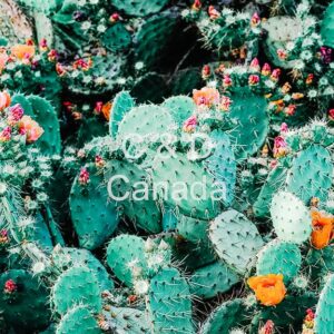 Flower Stock Art 29