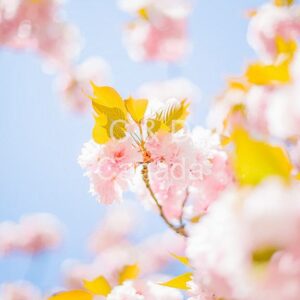 Flower Stock Art 32