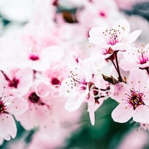 Flower Stock Art 33