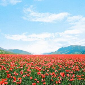 Flower Stock Art 34