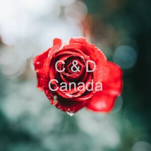 Flower Stock Art 35