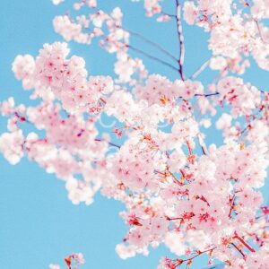 Flower Stock Art 37