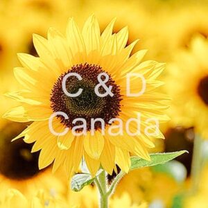 Flower Stock Art 39