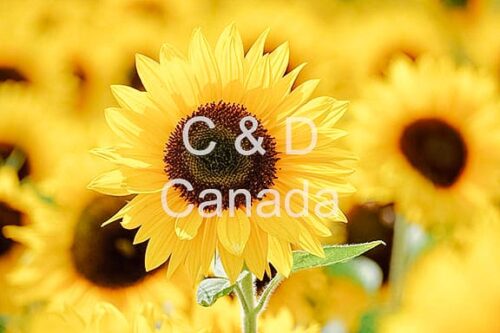 Flower Stock Art 39