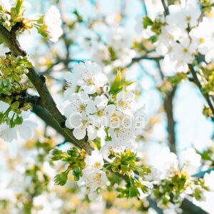 Flower Stock Art 41