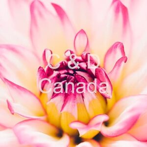 Flower Stock Art 43