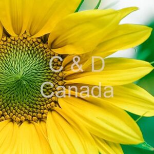 Flower Stock Art 44