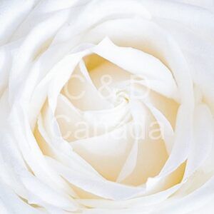 Flower Stock Art 47