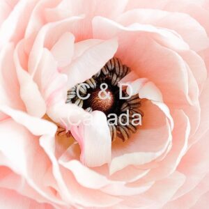 Flower Stock Art 48