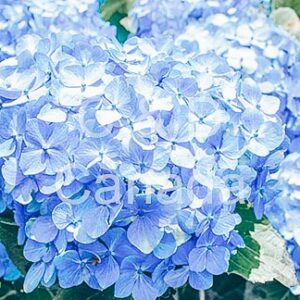 Flower Stock Art 52