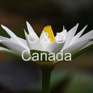 Flower Stock Art 53