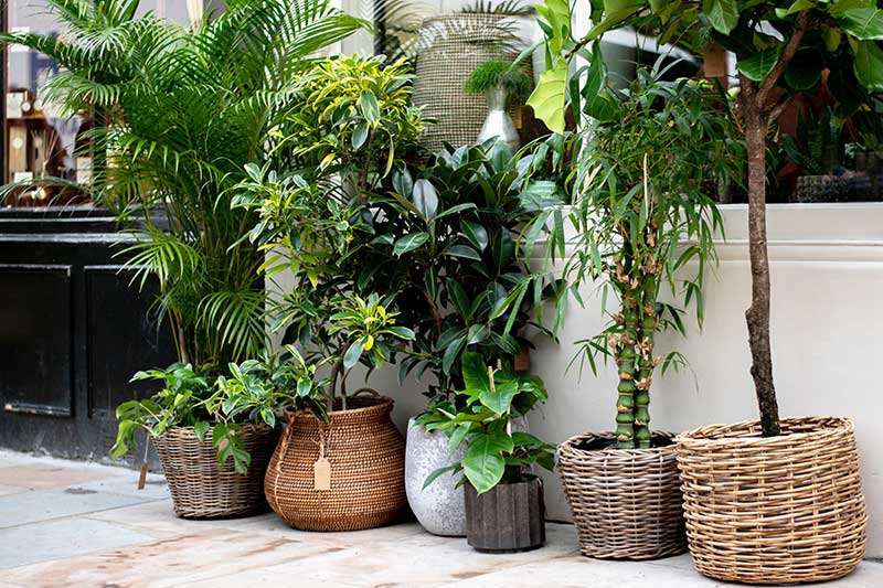 Collection of decorative potted plants for adding greenery to living space